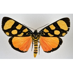 /filer/webapps/moths/media/images/A/africana_Heraclia_AM_NHMO_02.jpg