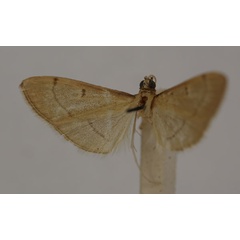 /filer/webapps/moths/media/images/P/pallidalis_Bradina_HT_BMNH.jpg