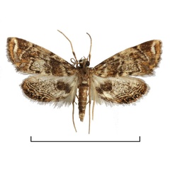 /filer/webapps/moths/media/images/N/nyasalis_Eoophyla_AM_BMNH.jpg