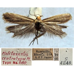 /filer/webapps/moths/media/images/C/centrotypa_Melitoxestis_HT_TMSA.jpg