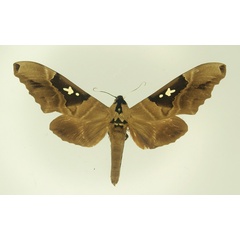 /filer/webapps/moths/media/images/C/congoicum_Lophostethus_AM_Basquin.jpg
