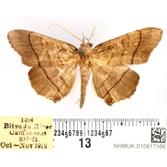 /filer/webapps/moths/media/images/A/antinysa_Gracilodes_AM_BMNH.jpg
