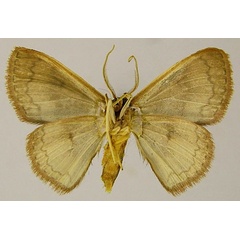 /filer/webapps/moths/media/images/C/chrysoparalias_Epicosymbia_AM_ZSMb.jpg