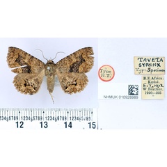 /filer/webapps/moths/media/images/S/syrinx_Taveta_HT_BMNH.jpg