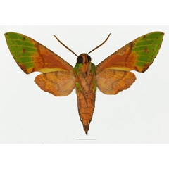 /filer/webapps/moths/media/images/S/serrai_Euchloron_AM_Basquinb.jpg