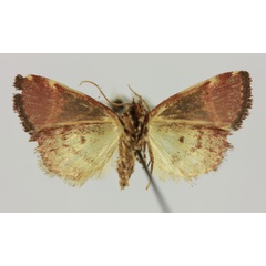 /filer/webapps/moths/media/images/C/cadoreli_Cerynea_HT_MNHNb.jpg