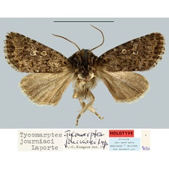 /filer/webapps/moths/media/images/J/journiaci_Tycomarptes_HT_MNHN.jpg