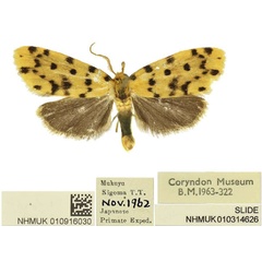 /filer/webapps/moths/media/images/M/mukuyu_Siccia_HT_BMNH.jpg