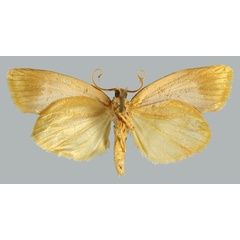 /filer/webapps/moths/media/images/A/albipicta_Mimulosia_HT_MNHNb.jpg