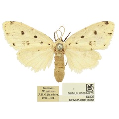/filer/webapps/moths/media/images/G/gypsia_Siccia_PLT_BMNH.jpg