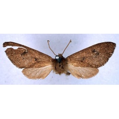 /filer/webapps/moths/media/images/P/pulverea_Metarctia_HT_BMNH_01.jpg