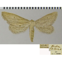 /filer/webapps/moths/media/images/R/retracta_Scopula_AF_ZSM.jpg