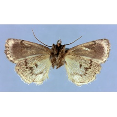 /filer/webapps/moths/media/images/S/spinosa_Ochropleura_HT_MNHNb.jpg