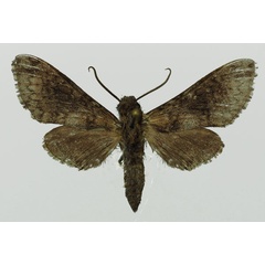 /filer/webapps/moths/media/images/T/tropicalis_Praedora_AM_Basquin_02.jpg