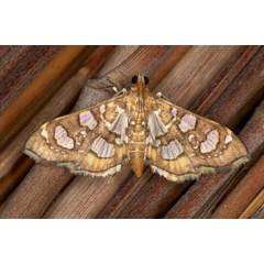 /filer/webapps/moths/media/images/F/flavibrunnea_Glyphodella_A_Heyns.jpg