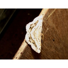 /filer/webapps/moths/media/images/R/rectistriaria_Chiasmia_A_Goff_01.jpg