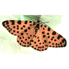 /filer/webapps/moths/media/images/L/lepida_Zerenopsis_AF_Sommerer_01.jpg