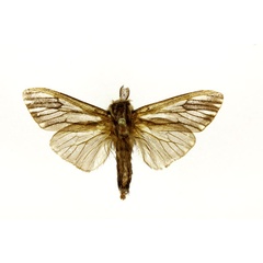 /filer/webapps/moths/media/images/C/cervina_Eumeta_A_RMCA.jpg