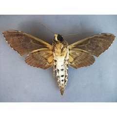 /filer/webapps/moths/media/images/F/fulvinotata_Coelonia_A_Baron_02.jpg