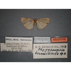 /filer/webapps/moths/media/images/B/brunneitincta_Pusiola_HT_RMCA_01.jpg