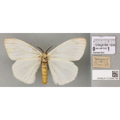 /filer/webapps/moths/media/images/I/idiopis_Sychnacedes_PTF_BMNH_02a.jpg