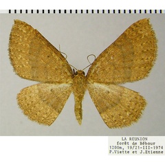 /filer/webapps/moths/media/images/T/tripogonias_Asthenotricha_AF_ZSM.jpg
