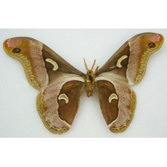 /filer/webapps/moths/media/images/B/brunnea_Drepanoptera_STM_NHMUKb.jpg