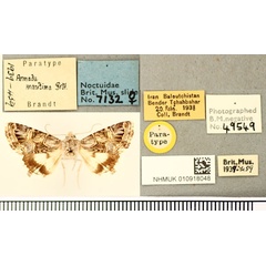 /filer/webapps/moths/media/images/M/maritima_Armada_PTF_BMNH.jpg