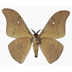 /filer/webapps/moths/media/images/M/meloui_Pseudobunaea_AM_Basquinb.jpg