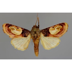 /filer/webapps/moths/media/images/N/notabilis_Syrrusis_A_RMCA_01.jpg