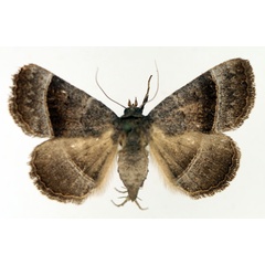 /filer/webapps/moths/media/images/Z/zonaria_Plecoptera_AF_TMSA_02.jpg