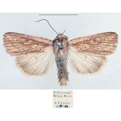 /filer/webapps/moths/media/images/L/leucogramma_Mythimna_AM_BMNH_01.jpg