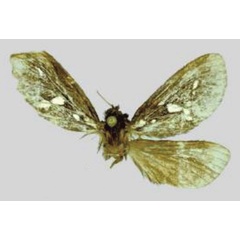 /filer/webapps/moths/media/images/C/cipollai_Eudalaca_HT_RMNH.jpg