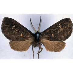 /filer/webapps/moths/media/images/F/fusca_Metarctia_HT_BMNH_01.jpg