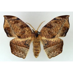 /filer/webapps/moths/media/images/N/natalensis_Negera_AF_TMSA.jpg