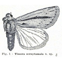 /filer/webapps/moths/media/images/Z/zernytamsia_Timora_HT_Berio_1.jpg