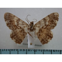 /filer/webapps/moths/media/images/B/bicolor_Diversifulcrum_A_Revell.jpg