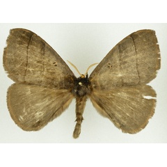 /filer/webapps/moths/media/images/R/roseobrunnea_Rhodopteriana_AM_NHMO.jpg