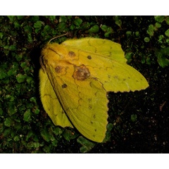 /filer/webapps/moths/media/images/C/charon_Trabala_AF_King.jpg