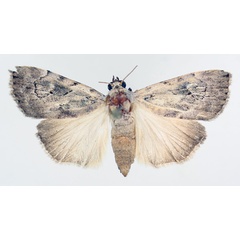 /filer/webapps/moths/media/images/N/nigristria_Hypotacha_AF_TMSA_01.jpg