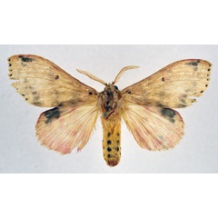/filer/webapps/moths/media/images/T/terminipuncta_Catarctia_AM_NHMO.jpg