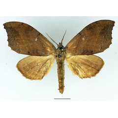/filer/webapps/moths/media/images/A/angulata_Pseudobarobata_AM_Basquin_02.jpg