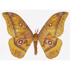 /filer/webapps/moths/media/images/C/callophthalma_Gonimbrasia_AM_Basquin.jpg