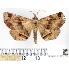 /filer/webapps/moths/media/images/I/imperatrix_Mecodina_AM_BMNH_02.jpg