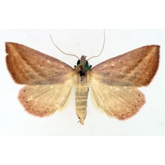 /filer/webapps/moths/media/images/S/silona_Phytometra_AF_TMSA_02.jpg