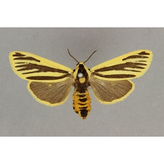 /filer/webapps/moths/media/images/L/lemniscata_Popoudina_HT_BMNH.jpg