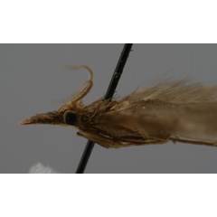 /filer/webapps/moths/media/images/R/rhynchopalpata_Flohtschapa_PT_ZMHB_02.jpg