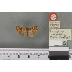 /filer/webapps/moths/media/images/R/rufulus_Eriopus_HT_BMNHa.jpg