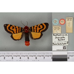 /filer/webapps/moths/media/images/F/fasciata_Daphoenura_PLT_BMNHa.jpg