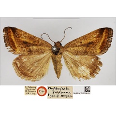 /filer/webapps/moths/media/images/R/rufescens_Phyllophila_AT_NHMUK.jpg